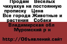 Продам.  Веселых чихуахуа на постоянную прописку › Цена ­ 8 000 - Все города Животные и растения » Собаки   . Владимирская обл.,Муромский р-н